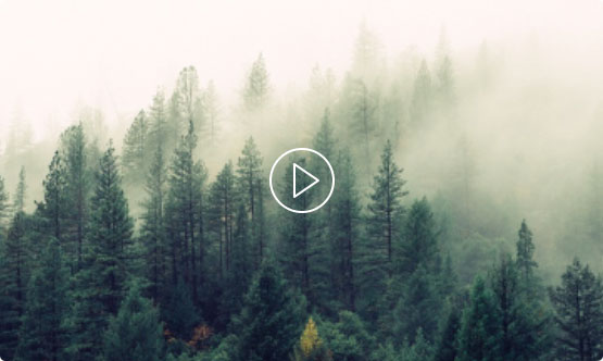 forest-video-splash